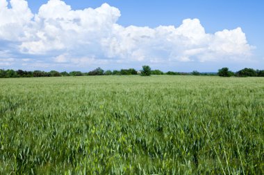 Yeşil buğday tarlası