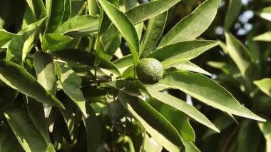 Genç Mandarin portakal