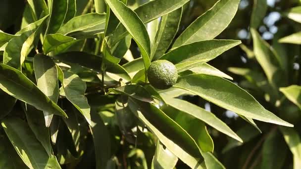 Mandarino verde nell'albero — Video Stock