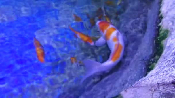 在人工池塘驯养的鲤鱼 — 图库视频影像