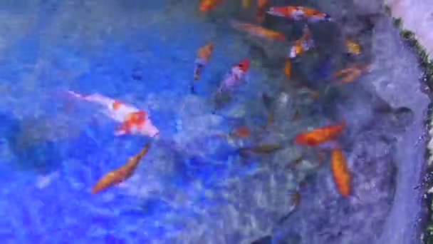 Koi-Karpfen im Teich — Stockvideo