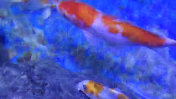 Carpe domestiche di Koi — Video Stock