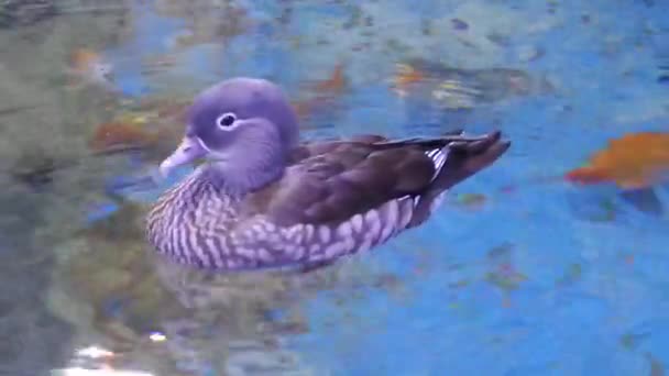 Mandarin Duck Female (Aix galericulata) — Stock Video