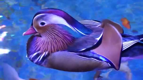 Mandarin Duck Male (Aix galericulata) — Stock Video