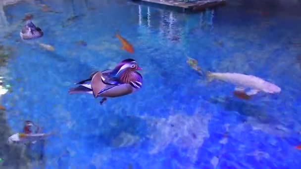 Mandarin Ducks Couple (Aix galericulata) — Stock Video