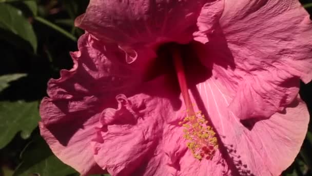 Enorma Hibiscus närbild — Stockvideo