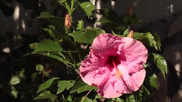 Flor de Hibisco rosa — Vídeo de Stock