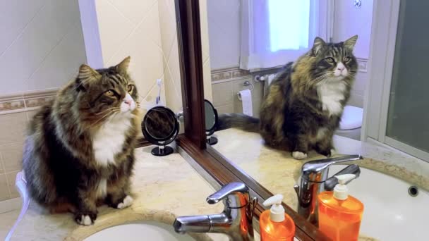 Gato Banheiro Frente Espelho Mantendo Seu Olhar Fixo Objeto Interesse — Vídeo de Stock