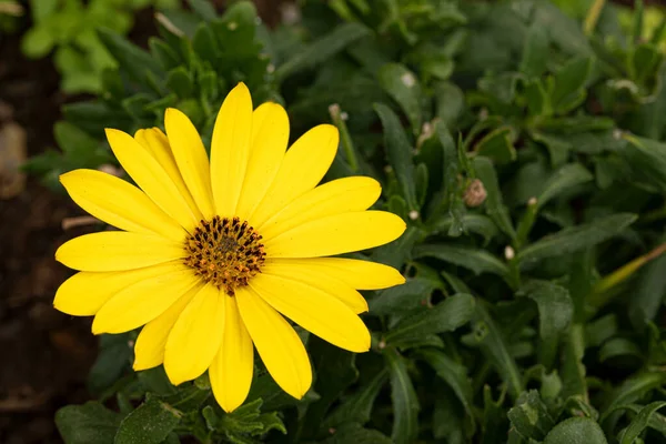 Geel Afrikaans Madeliefje Tuin Closeup Schot Rechtenvrije Stockfoto's