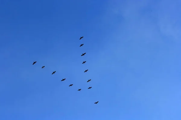 队形飞行的鹅群迁徙到非洲 图库图片