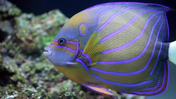 Anular angelfish (pomacanthus anular) — Vídeo de Stock