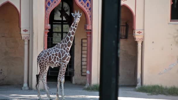 Girafa no zoológico — Vídeo de Stock