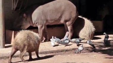 Capibara (hydrochoerus hydrochaeris) ve Güney Amerika tapiri (tapirus terrestris)