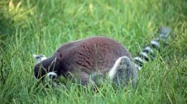 çim (lemur catta Ring-Tailed Maki)