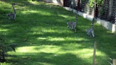 Üç maymunları (lemur catta) oynamak