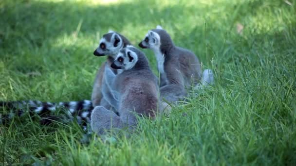 Groupe de lémuriens à queue cerclée (Lemur catta) ) — Video