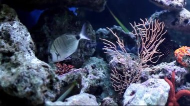 Akdeniz gökkuşağı wrasses (coris julis) ve eyerlenmiş çupra (oblada melanura Okulu)