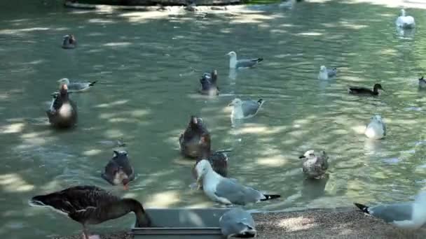 Птицы в пруду — стоковое видео