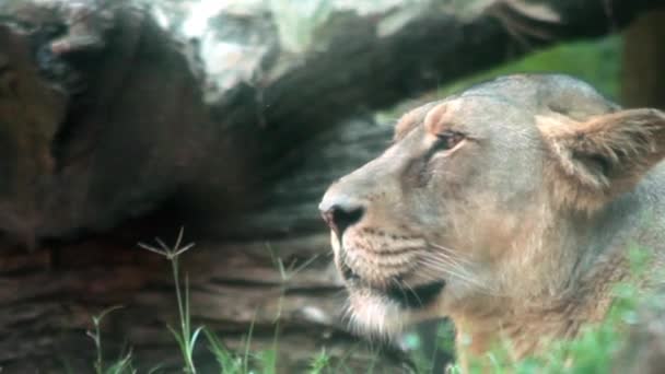 Profile of Female Lion — Stock Video