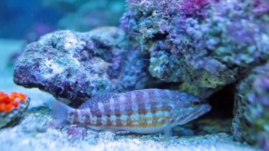 Comber (Serranus Cabrilla)