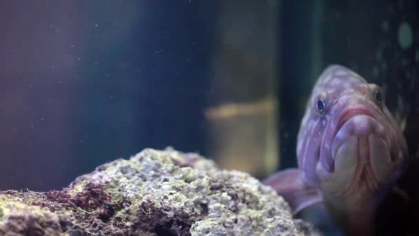 Agrupamento Crepúsculo (Epinephelus marginatus ) — Vídeo de Stock