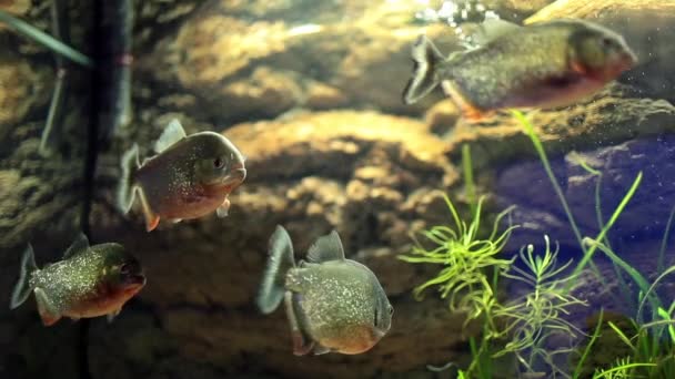 Grupo de peixes piranha — Vídeo de Stock