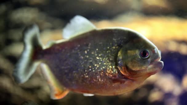 Predator Fish: Piranha — Stock Video