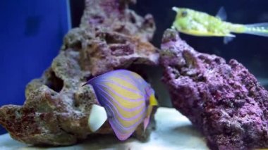 Melek balığı Çiklit ve longhorn cowfish ile balık tank