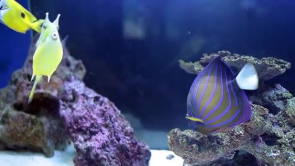 Dvärgkejsare (pomacanthus annularis) och longhorn cowfish (lactoria cornuta) — Stockvideo