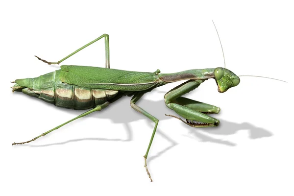 Orando Mantis (Mantis religiosa ) — Foto de Stock