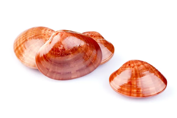 Гладкие моллюски — стоковое фото
