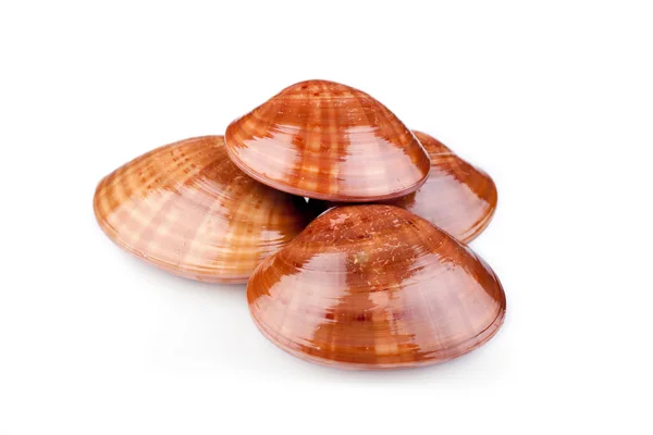 Фазолари или гладкие моллюски — стоковое фото