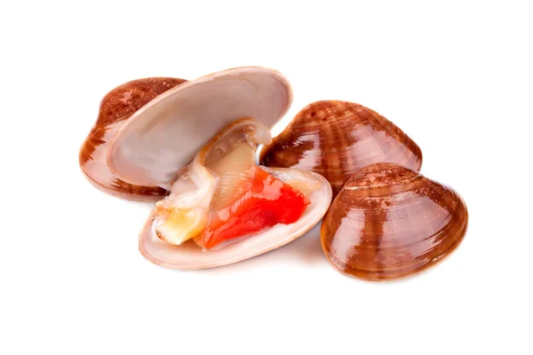 Свежие моллюски — стоковое фото