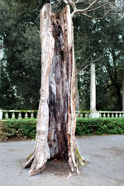 Starego pnia drzewa puste — Zdjęcie stockowe