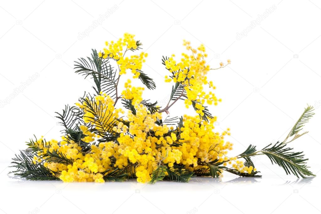 Twig Of Mimosa Flowers