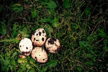 bıldırcın yumurtası 