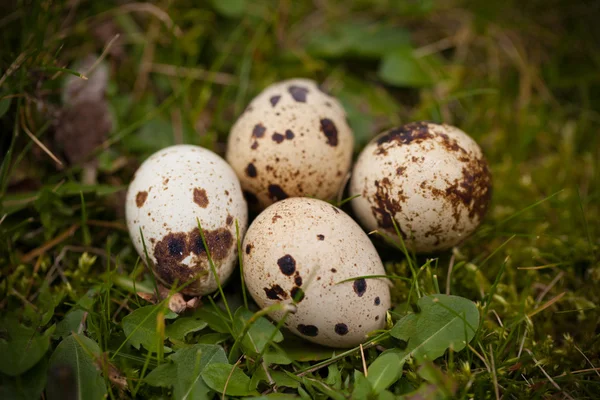 Перепелиные яйца на траве — стоковое фото