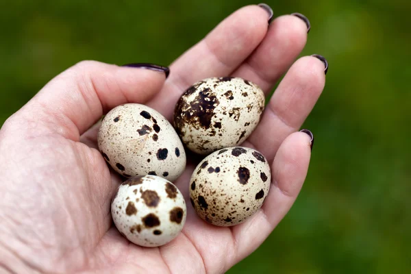 Quail Eggs In Hand — Stock Photo, Image