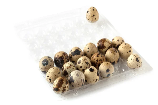 Quail Eggs On Egg Tray — Stock Photo, Image