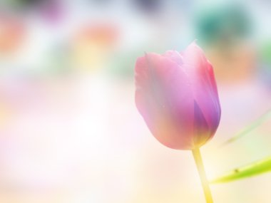Tulip ve Bloom alan çift pozlama
