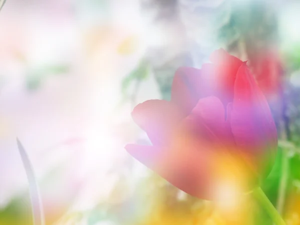 Blur Tulips Background — Stock Photo, Image