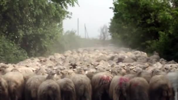foule de moutons