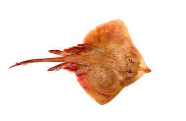 Ray Fish Isolated