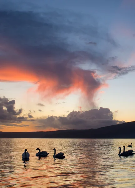 Siluetas de cisnes en el lago —  Fotos de Stock