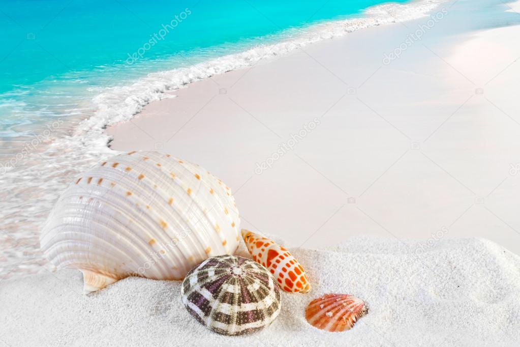 Sea Shells On Caribbean Beach
