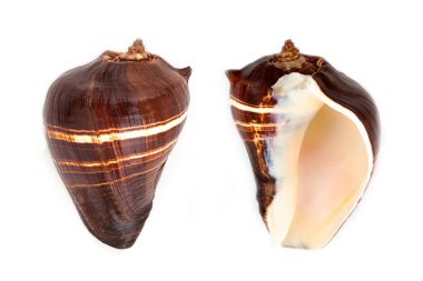 Kaplan kum balık kabuk (Strombus spp)