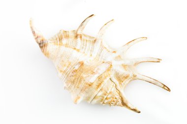 Dev örümcek kabuklu deniz hayvanı kabuğu (Lambis Truncata)