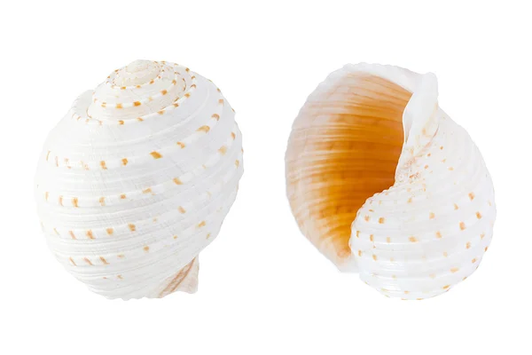 Shell mozaik Tun (Tonna Tessellata) — Stock Fotó