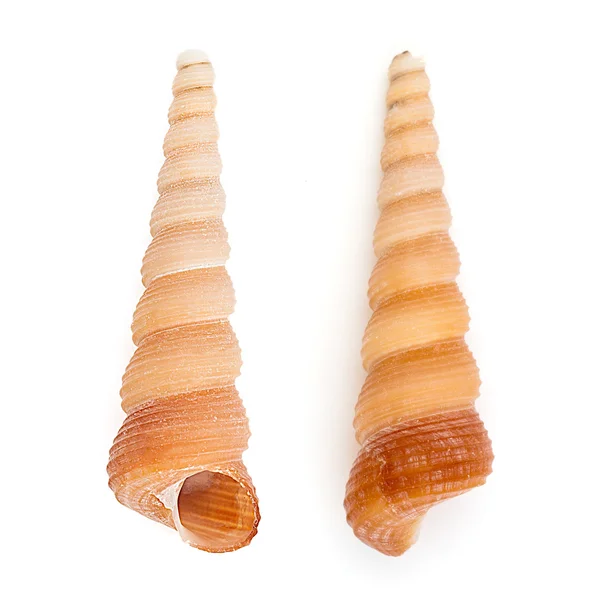 Common Tower Shell (Turritella Communis) — Stock Photo, Image