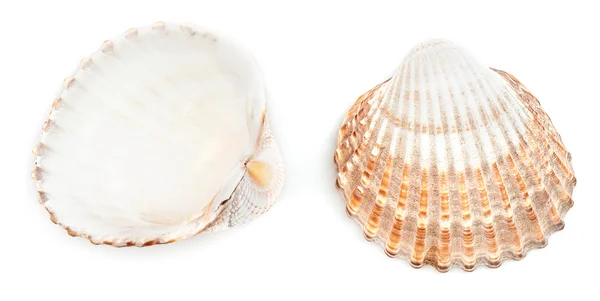 Rough Cockle  Shell (Acanthocardia Tuberculata) — Stock Photo, Image